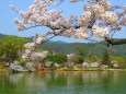 嵯峨野大覚寺大沢の池の春