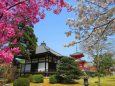 大覚寺の春を彩る曙桜