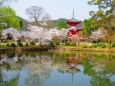大覚寺放生池に映る春の心経宝塔