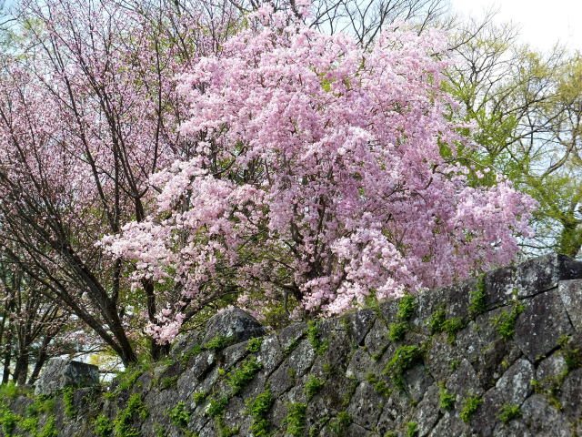 城跡に咲く桜