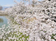 松本の桜満開
