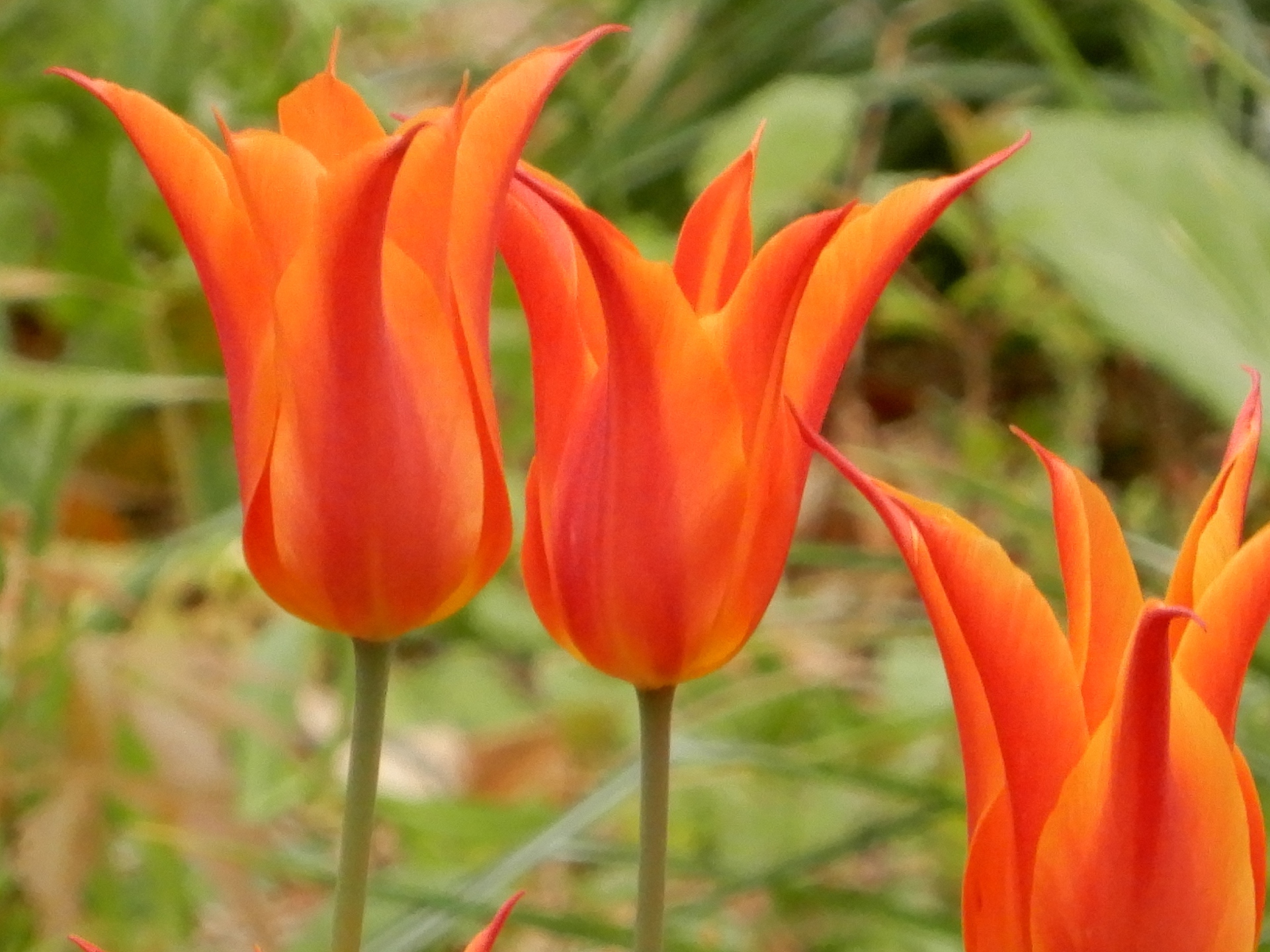 花 植物 チューリップ 壁紙19x1440 壁紙館