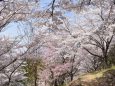 大善寺境内の桜