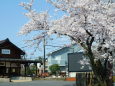 北府駅前の桜