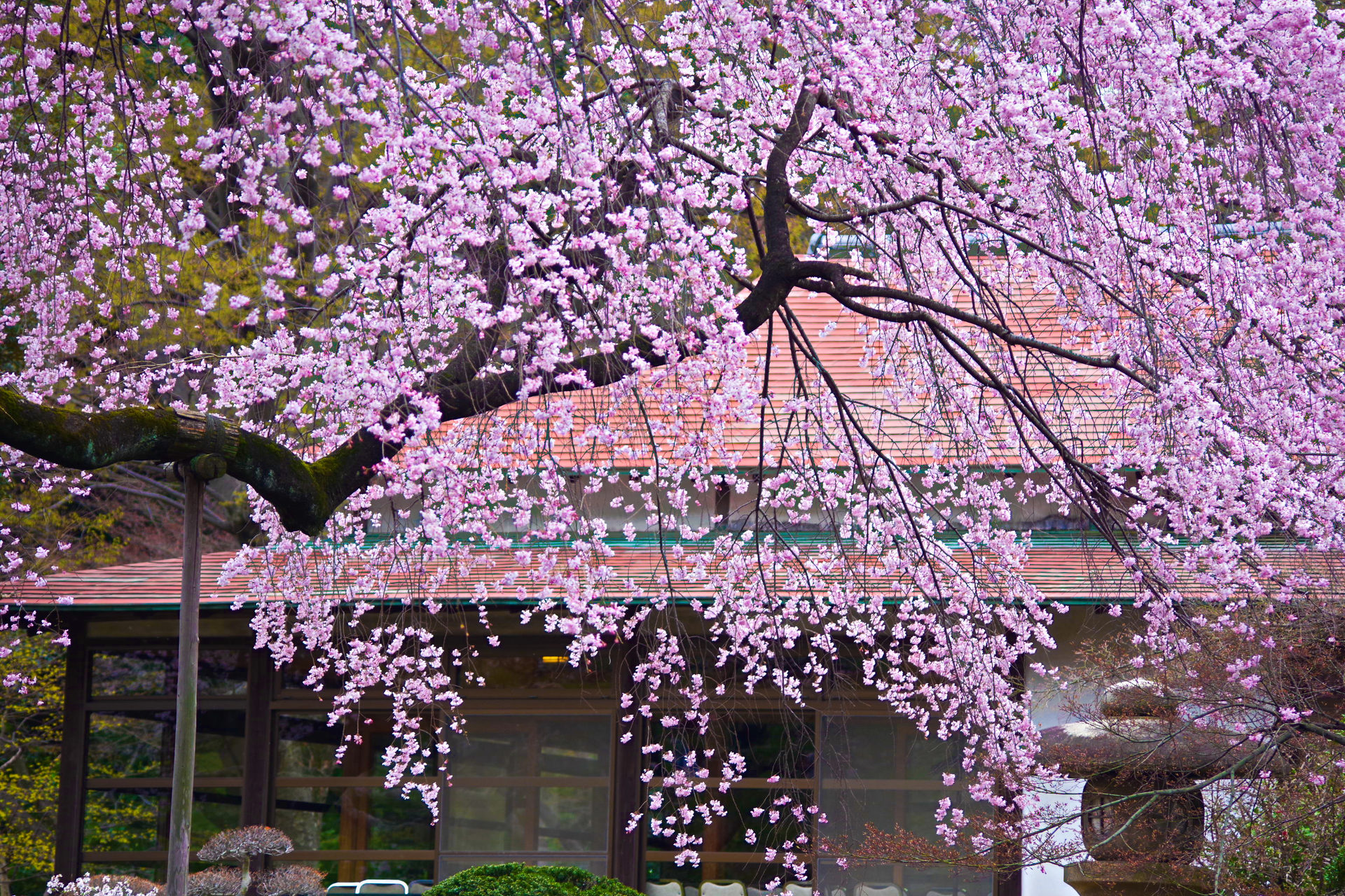 日本の風景 茶室としだれ桜 壁紙19x1280 壁紙館