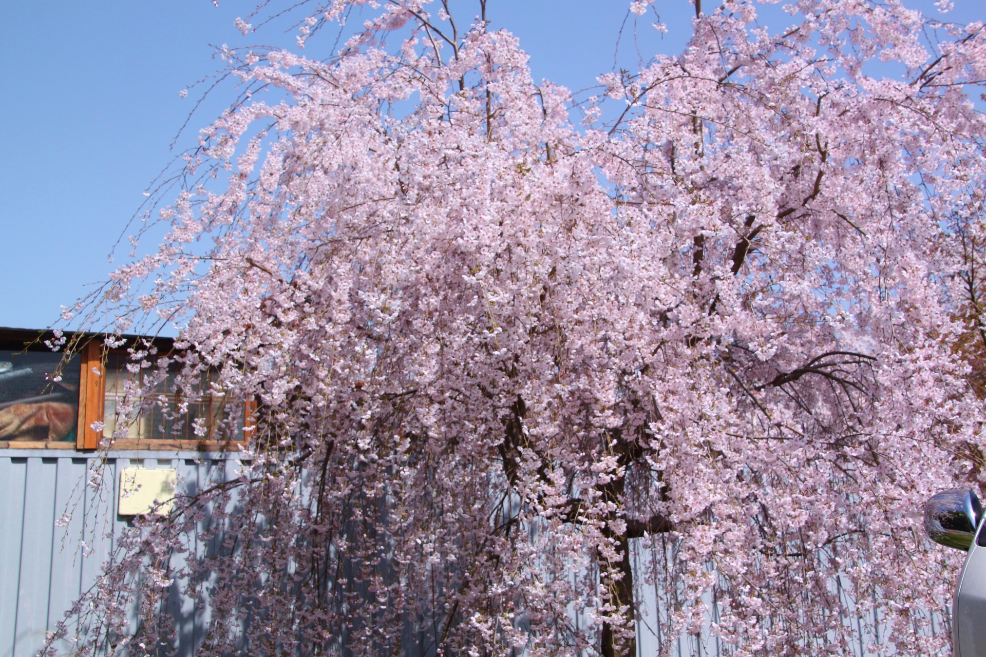 花 植物 道端のしだれ桜 壁紙19x1280 壁紙館