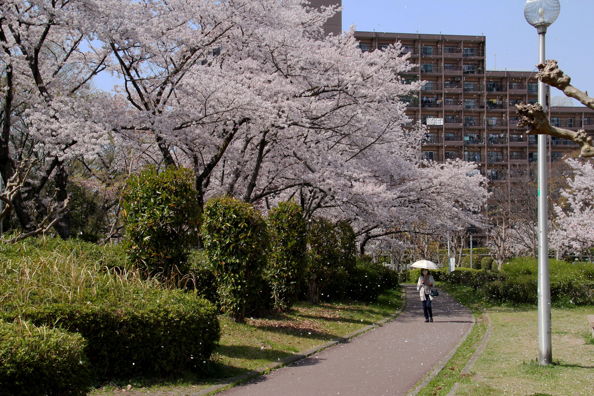 日本の風景 桜吹雪の中を 泉北 壁紙19x1280 壁紙館