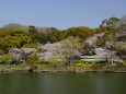 宴の桜を映す池＠泉北