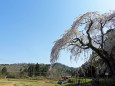 桜の季節15-山里の枝垂れ桜