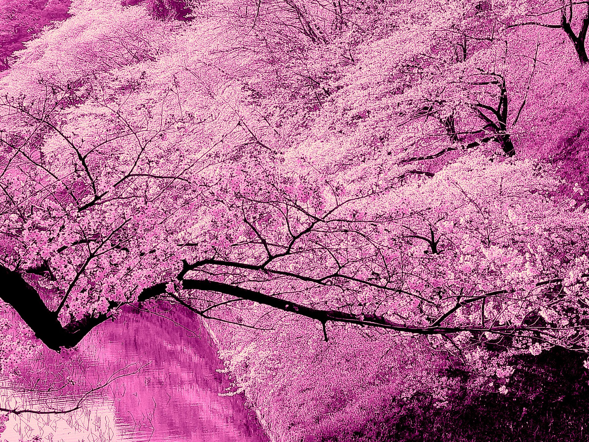 日本の風景 ピンクのグラデーション 壁紙19x1440 壁紙館