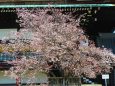 京都御所紫宸殿の左近の桜