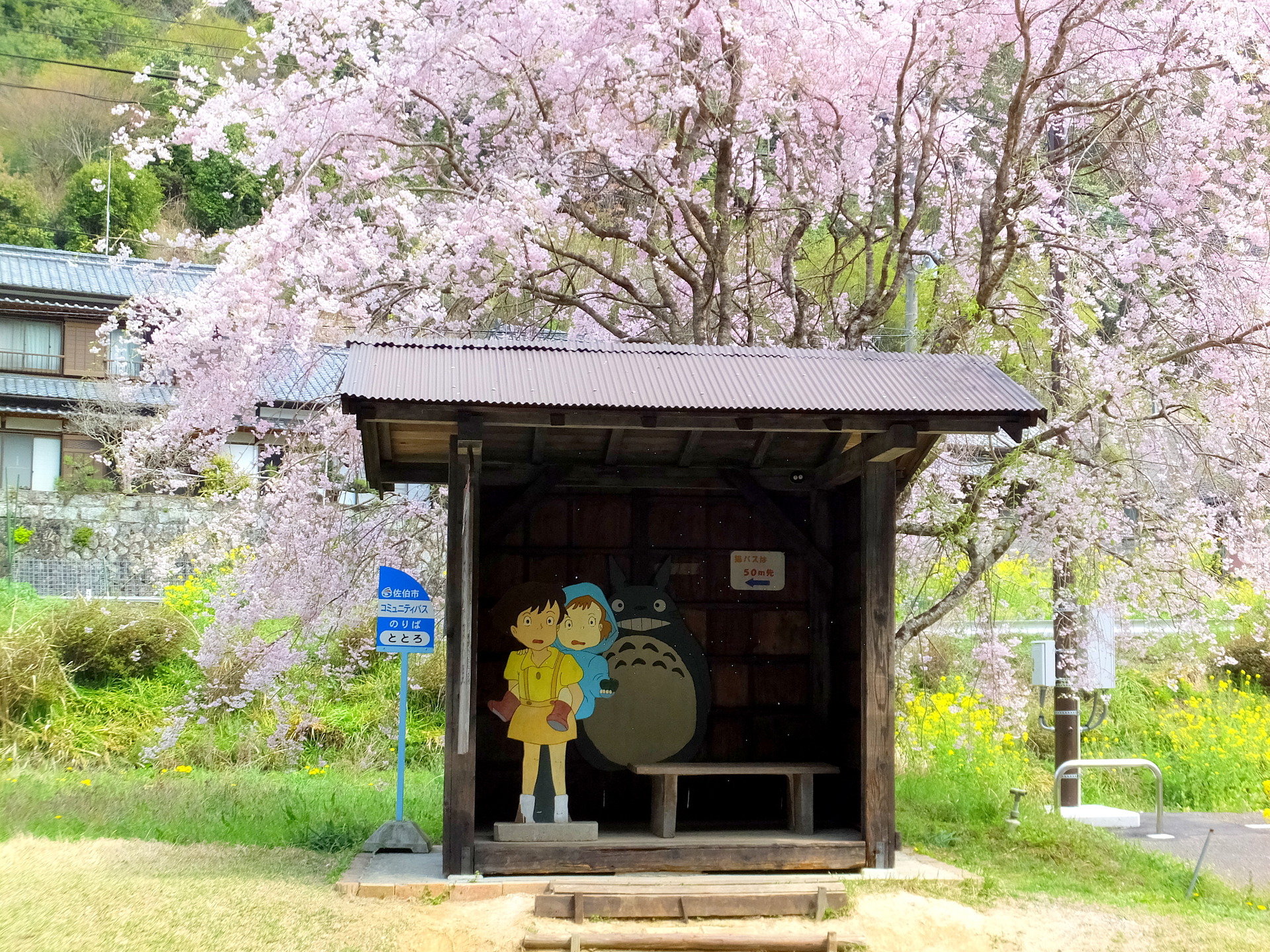 日本の風景 桜の花の下 トトロのバス停 壁紙19x1440 壁紙館
