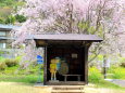 桜の花の下、トトロのバス停