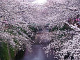 目黒川を彩る桜