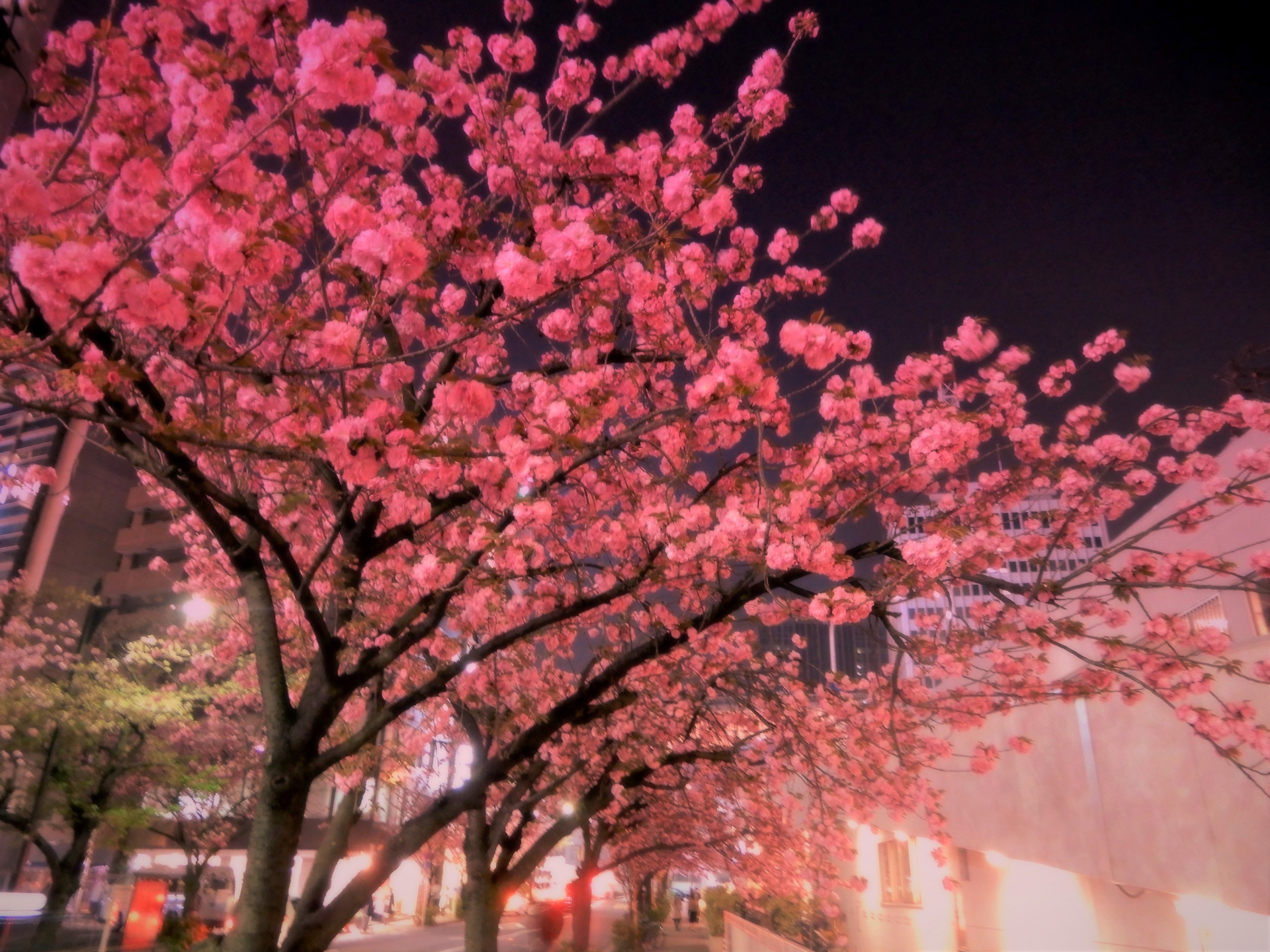 日本の風景 銀座一丁目の夜桜 壁紙19x1440 壁紙館