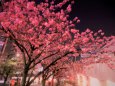銀座一丁目の夜桜