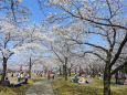 桜の季節17-花見