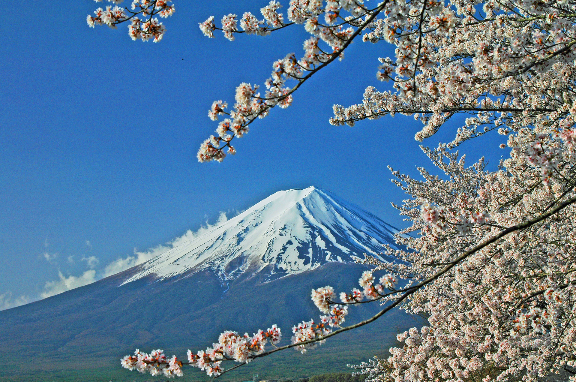 日本の風景 桜と富士山 壁紙19x1273 壁紙館