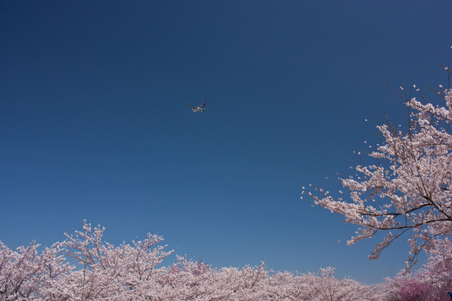 満開の桜