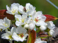 純白の梨花
