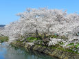 桜の季節18