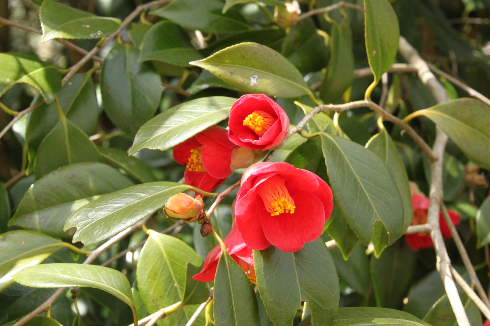 花 植物 山椿の花 壁紙19x1280 壁紙館