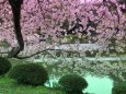 水辺の八重桜