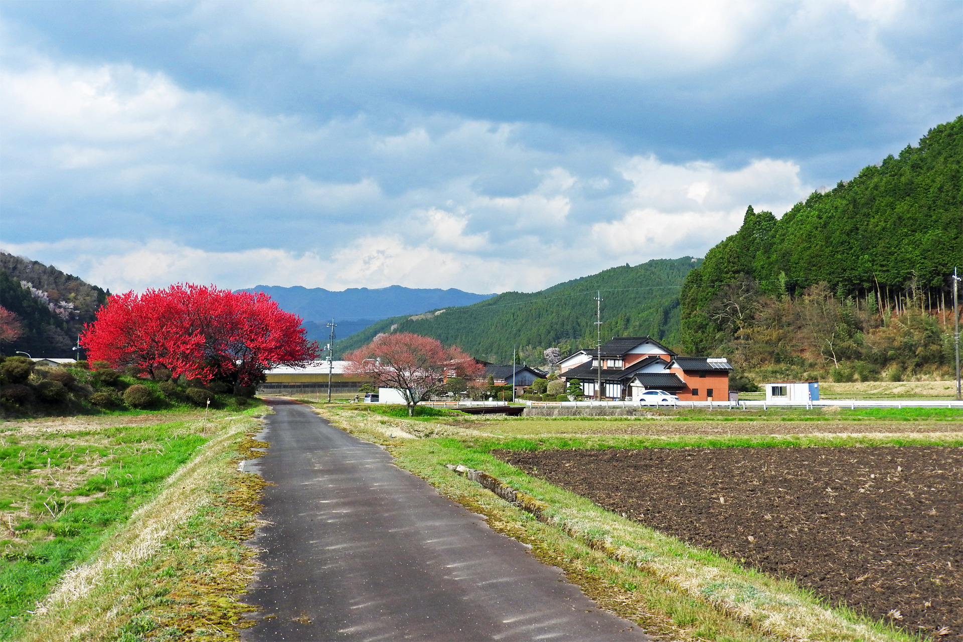 日本の風景 田舎道の深紅の桜 壁紙19x1280 壁紙館