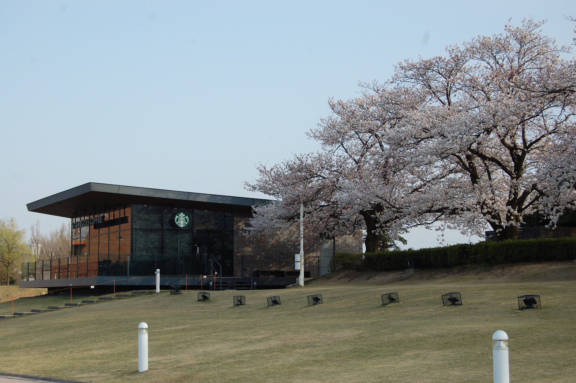 日本の風景 桜とスタバ 18年 壁紙19x1277 壁紙館