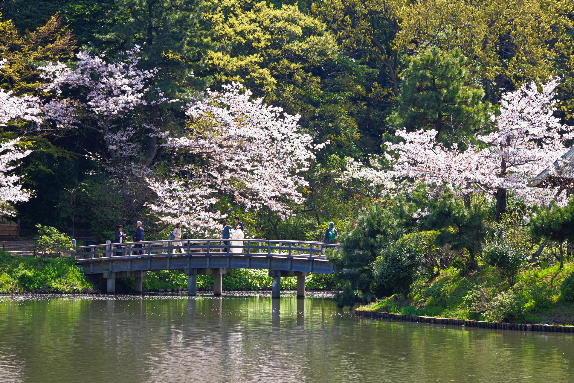 日本の風景 三渓園 春景色 壁紙19x1280 壁紙館