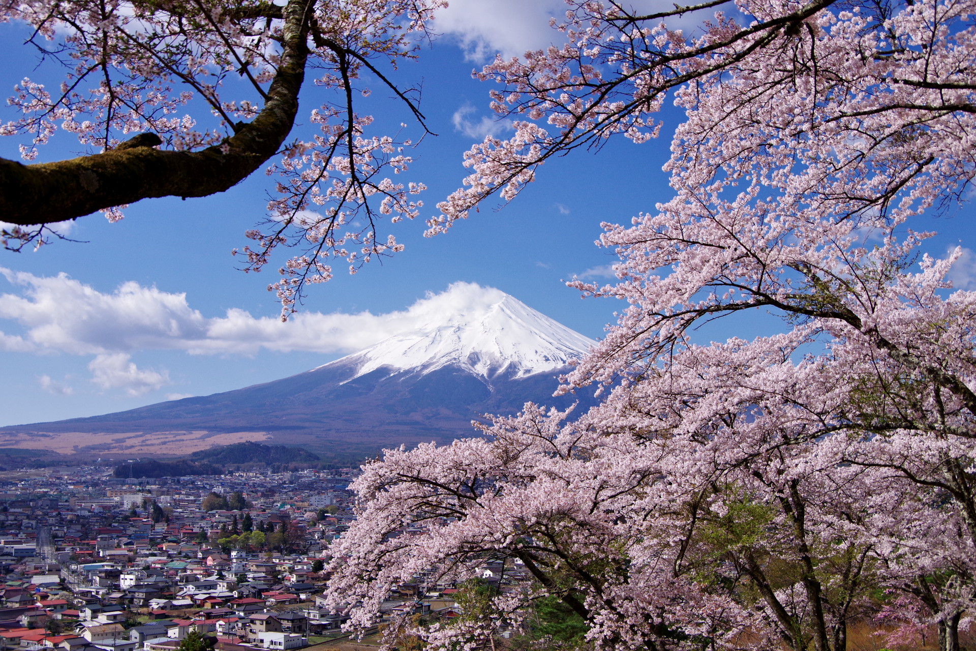 日本の風景 桜と富士山 壁紙19x1280 壁紙館