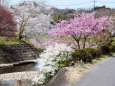 久々利川沿いの桜
