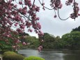 中の池の桜