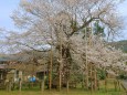 女形谷の桜(エドヒガン)
