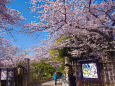 三渓園 正門の桜