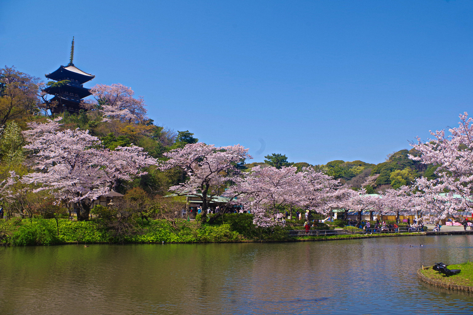 日本の風景 三渓園 春景色 壁紙19x1280 壁紙館