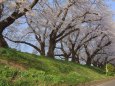 2018足羽川堤防の桜並木