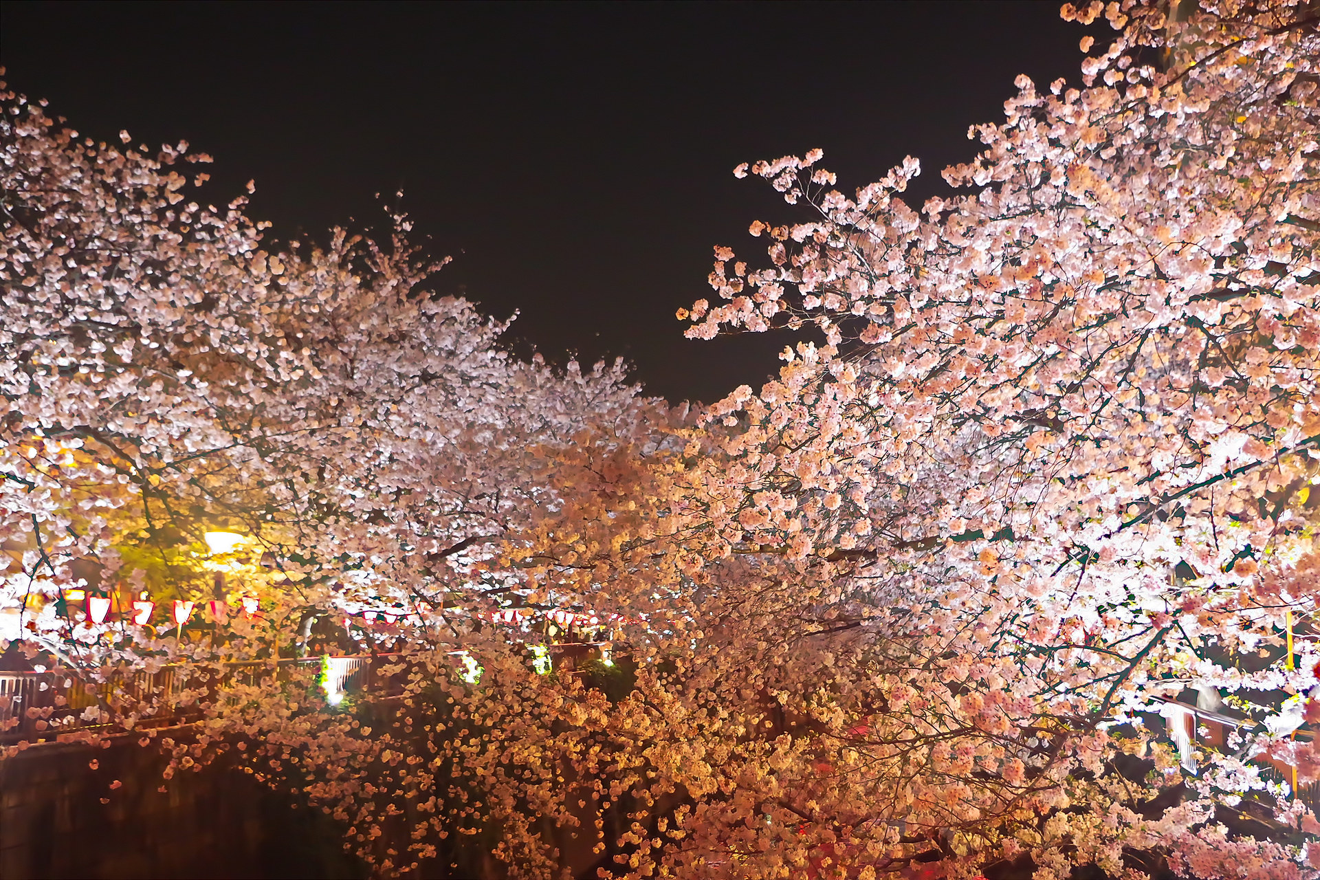 夜景 花火 イルミ 夜桜 壁紙19x1280 壁紙館