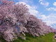白石川沿いの桜並木