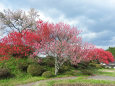 田舎道の桜と桃