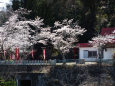 稲荷神社の桜