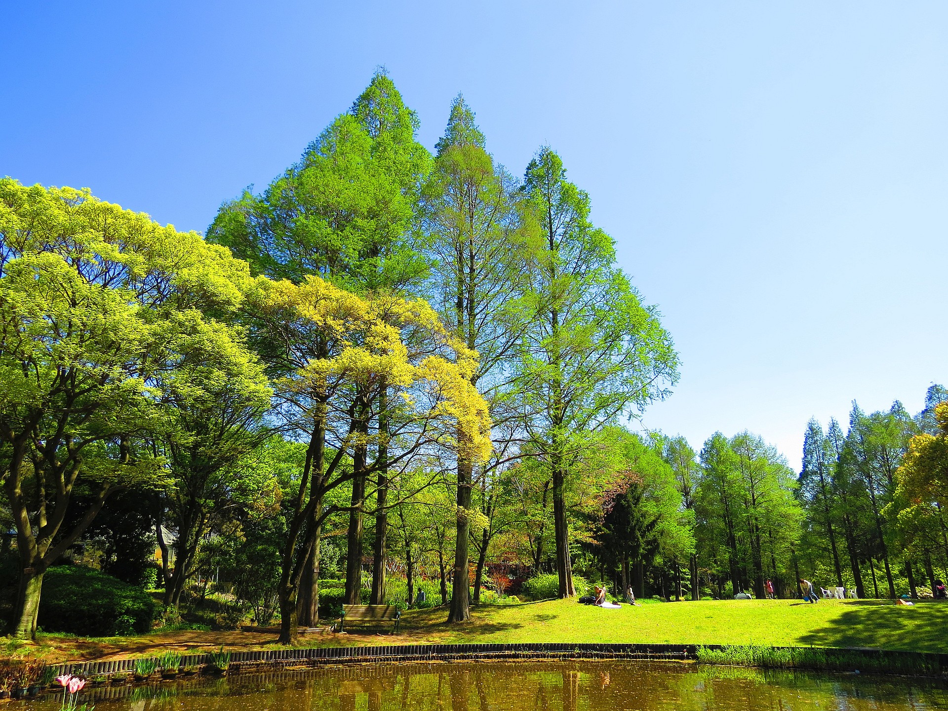 日本の風景 ヌマスギの新緑 壁紙19x1440 壁紙館