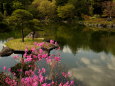 日本庭園とツツジ