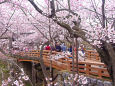 高遠城址公園