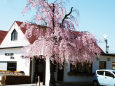 ラピスラズリ・カフェの桜