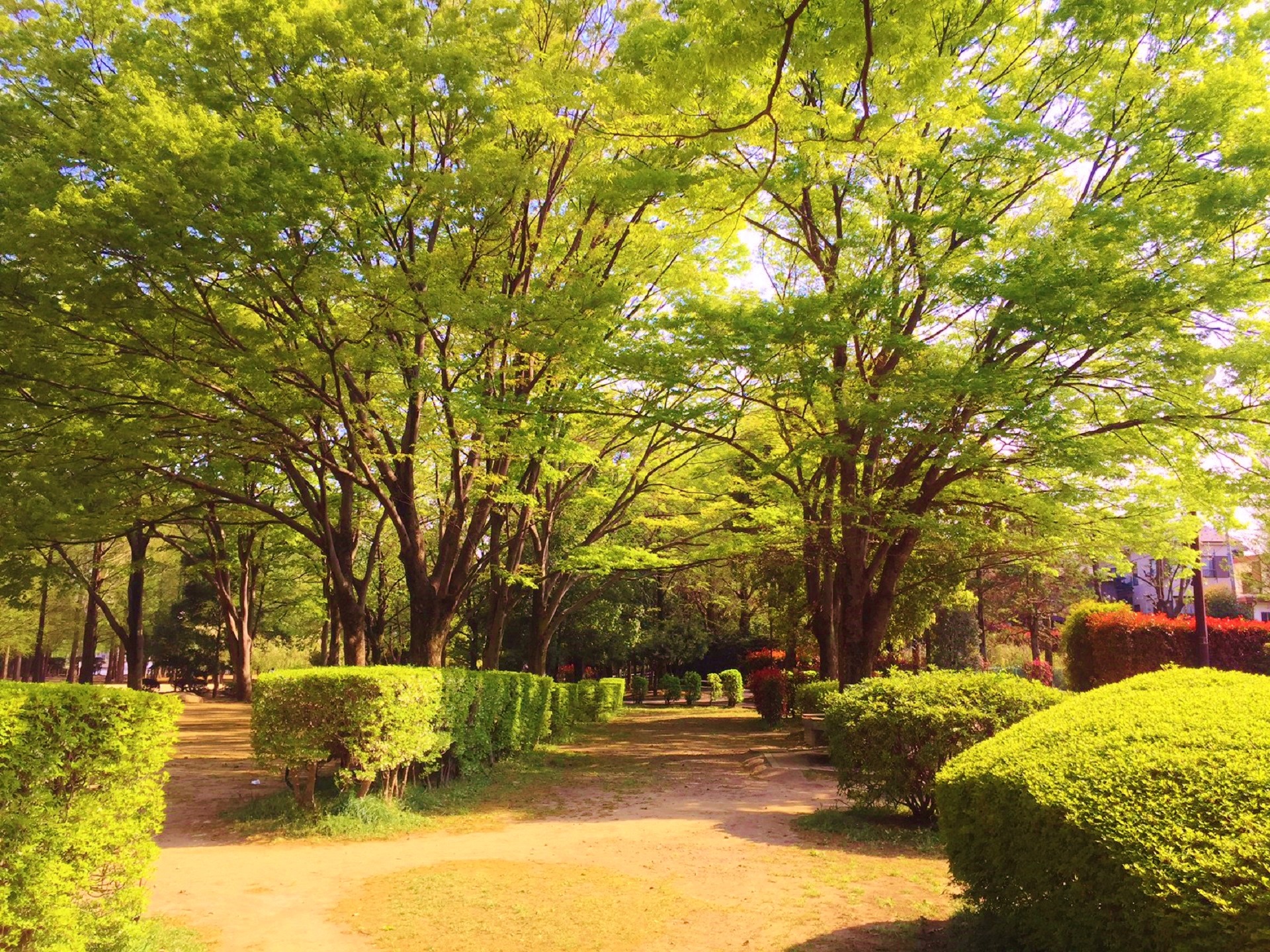 日本の風景 4月の風 壁紙19x1440 壁紙館