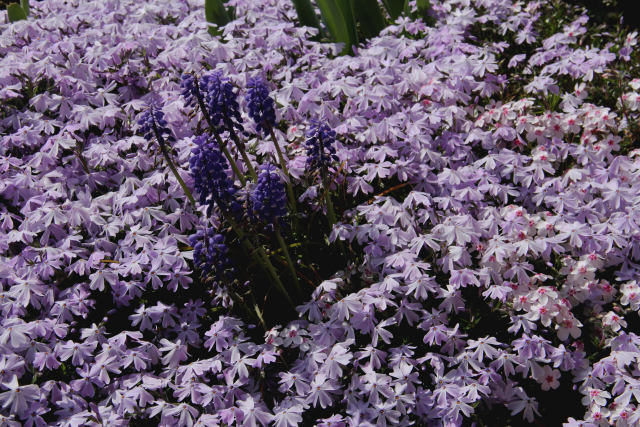 泉北の春・寄せ植え花壇