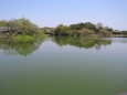 平城京跡の農業用水池の春