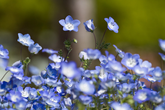 ネモフィラ