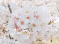 松本西側の桜満開